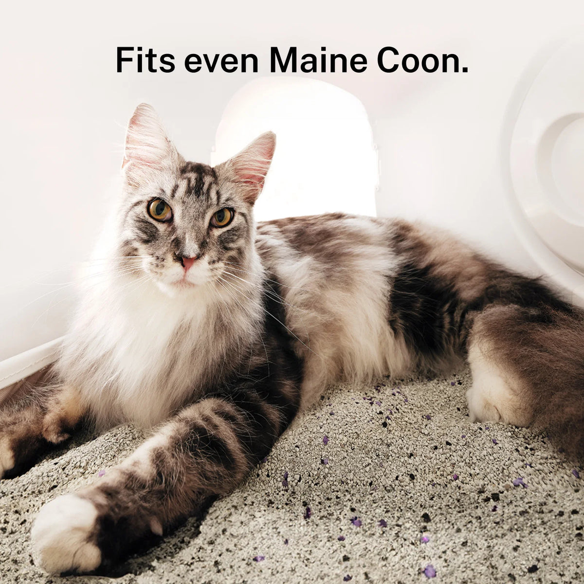 Self-Cleaning Litter Box CS106HomeRunpet CS106 Self-Cleaning Litter Box